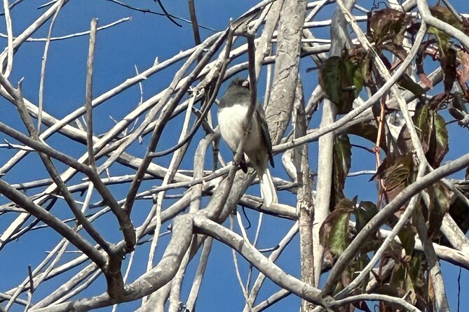 2 Hours of Mindful Bird Watching near Denver - What you’ll see: 5 to 20 species across sky, trees, and ponds
