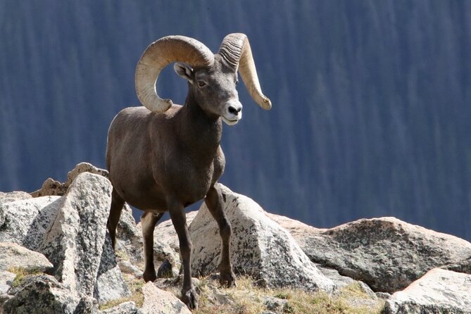 3/4 Day Rocky Mountain NP "Mountain to Sky+Bear Lake Rd" Tour - RMNPhotographer - Key things to know before you go