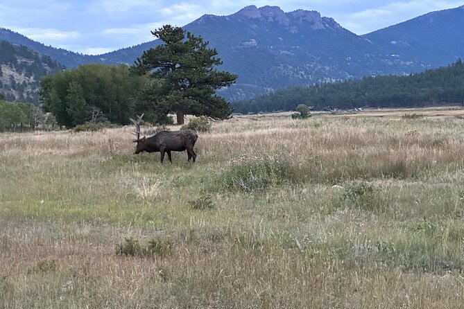 A Rutin' Good Time; Elk Tour in Rocky Mountain National Park - Why an Elk Rut Tour Beats the Usual Estes Park Drive