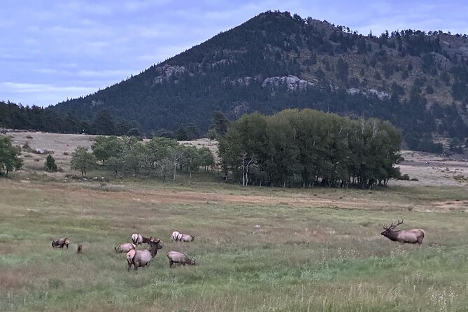 A Rutin' Good Time; Elk Tour in Rocky Mountain National Park - Inside Rocky Mountain National Park: 2 Hours of Elk Searching
