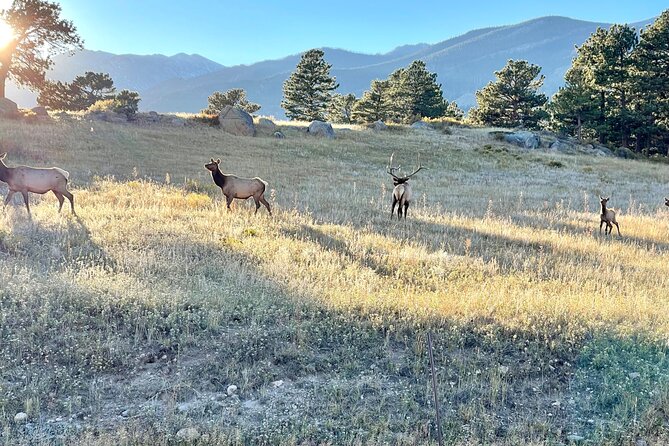A Rutin' Good Time; Elk Tour in Rocky Mountain National Park - Included Comforts That Actually Matter in the Field