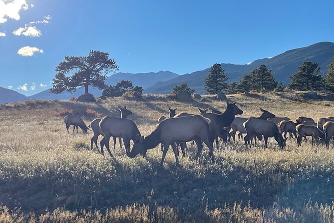 A Rutin' Good Time; Elk Tour in Rocky Mountain National Park - Who Should Book This Tour (and Who Might Skip It)