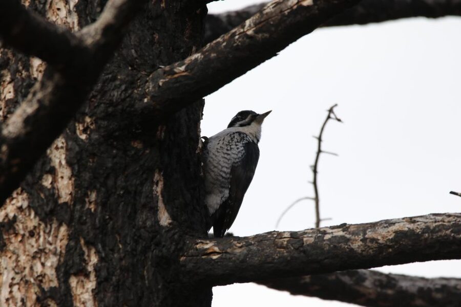 Birding Hike and Hot Spring Soak from Denver - Your Guide and the “Why” Behind the Walk