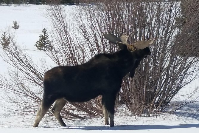 Breckenridge Ultimate Full Day Mountain Tour from Denver - The Most Fun Part: A Guided Rockies Road Trip, Not a Bus Tour