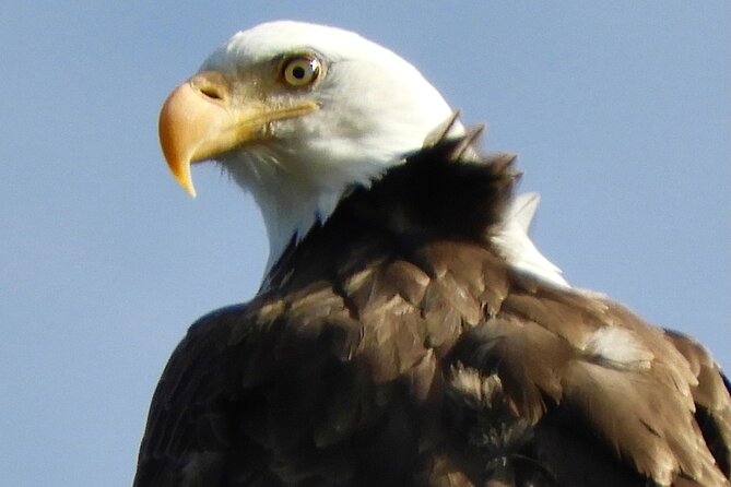 Colorado's Birds of Prey Full-Day with Lunch - Key highlights you will care about