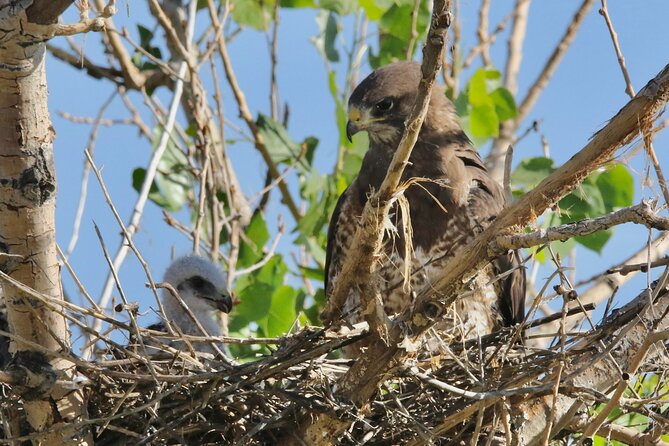 Colorado's Birds of Prey Full-Day with Lunch - Price and value: is $650 per group actually worth it?