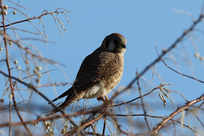 Colorado's Birds of Prey Full-Day with Lunch - The included picnic lunch (and why it matters)