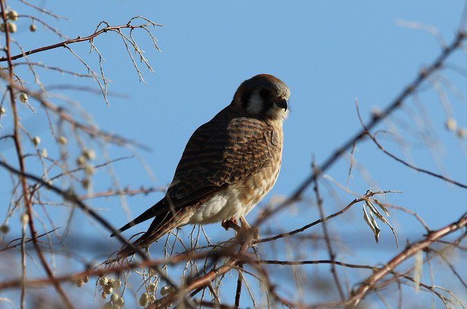 Colorado's Birds of Prey Full-Day with Lunch - Learning raptor behavior and ecology, not just naming species
