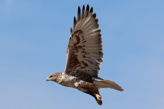 Colorado's Birds of Prey Full-Day with Lunch - Who should book this Denver birds of prey day