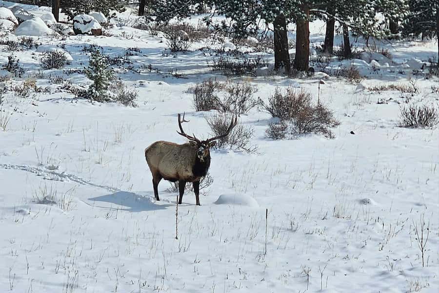 Denver/Boulder: Rocky Mountain National Park Tour - Denver to Rocky Mountain National Park: the day-trip feel