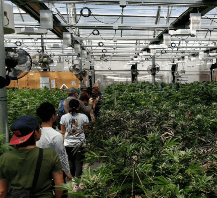 Denver: Buds & Brews Cannabis Grow Tour and Brewery Visit - Exclusive grow facility access: why it’s more valuable than it sounds