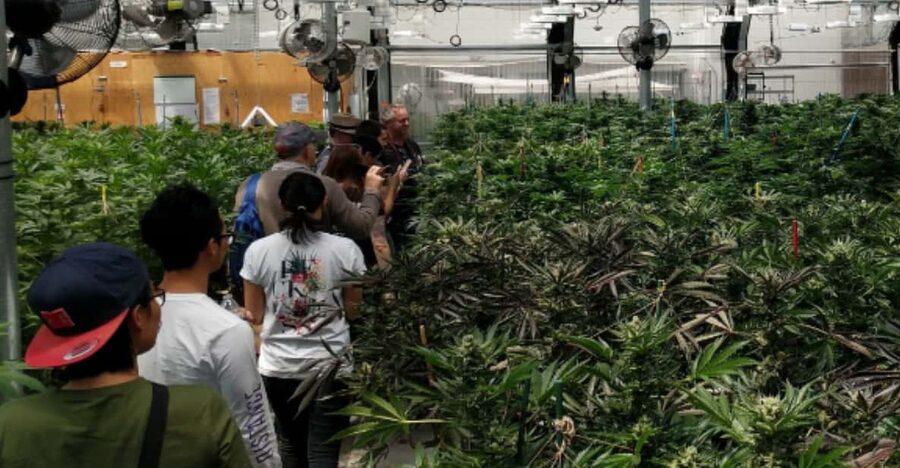 Denver: Buds & Brews Cannabis Grow Tour and Brewery Visit - Meeting at 26th & Larimer: start on time, avoid stress