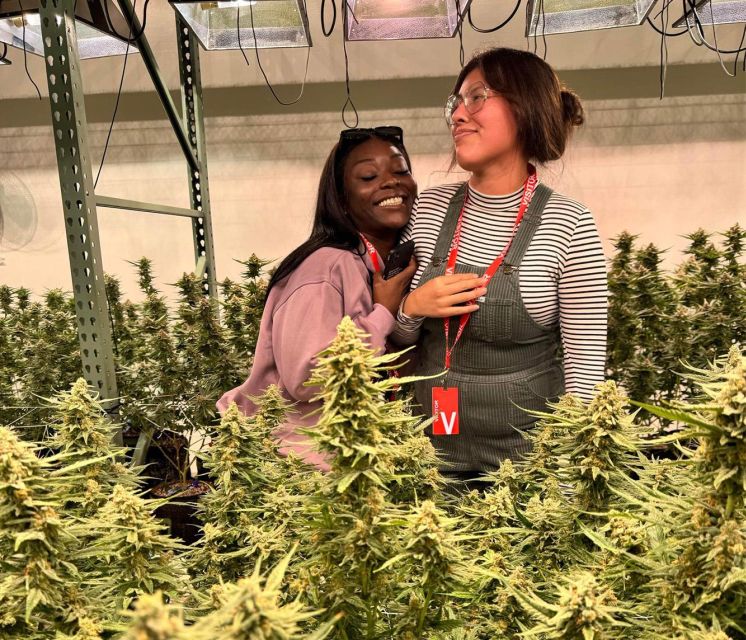 Denver: Cannabis Tour with Grow Facility Access - Should You Book This Denver Cannabis Tour?