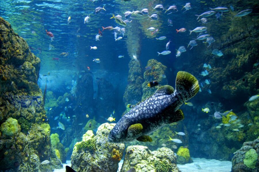 Denver: CityPASS® with Access to 3, 4 or 5 Attractions - Aquarium + Nature & Science: The Best Pair for a First-Time Denver Day