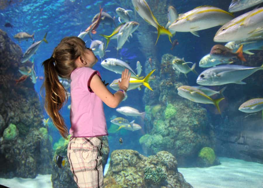 Denver: Downtown Aquarium All-Day Pass - Downtown Aquarium All-Day Pass: what the day feels like