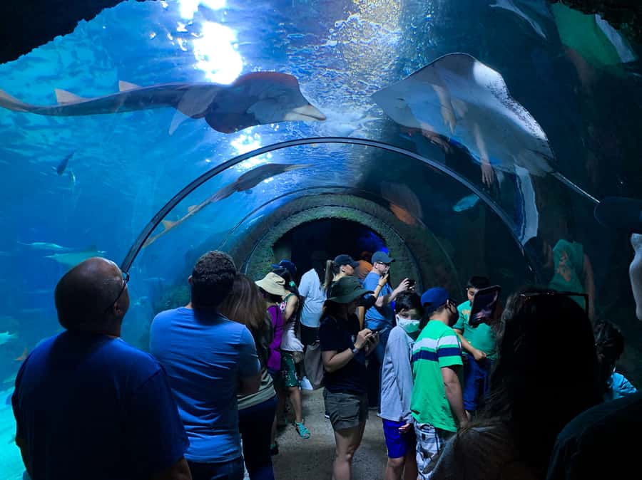 Denver: Downtown Aquarium All-Day Pass - The main exhibits: 500+ species in a compact footprint