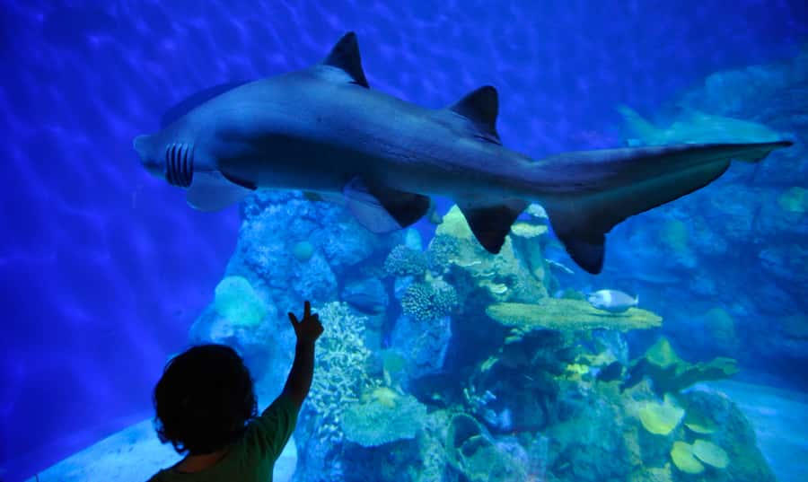 Denver: Downtown Aquarium All-Day Pass - First stops inside: ticket entry and your self-paced route