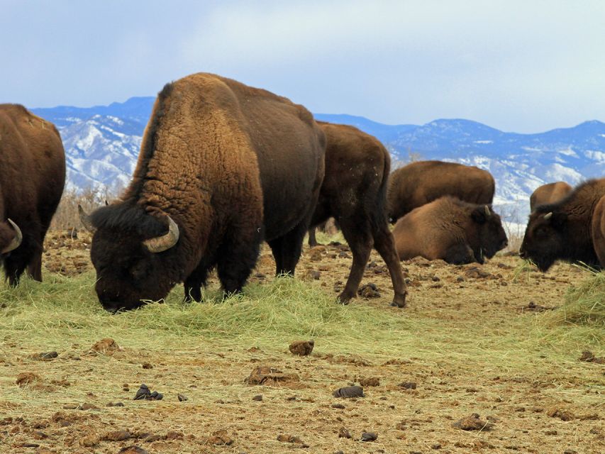 Denver: Get High on a Mountain Tour with Sunset Views - Denver Sunset Tour: What the 4 Hours Feels Like