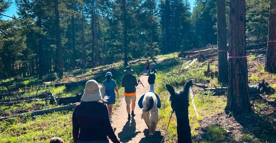 Denver: Llama Hike in the Rocky Mountains - Key Highlights You’ll Actually Care About