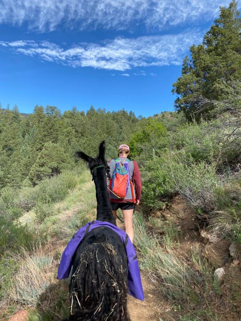 Denver: Llama Hike in the Rocky Mountains - The Hike Route: Pine Forests, Open Meadows, and Planned Photo Moments