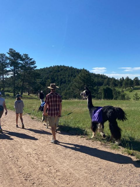 Denver: Llama Hike in the Rocky Mountains - Leading a Llama: What You Do and How You’ll Feel Confident