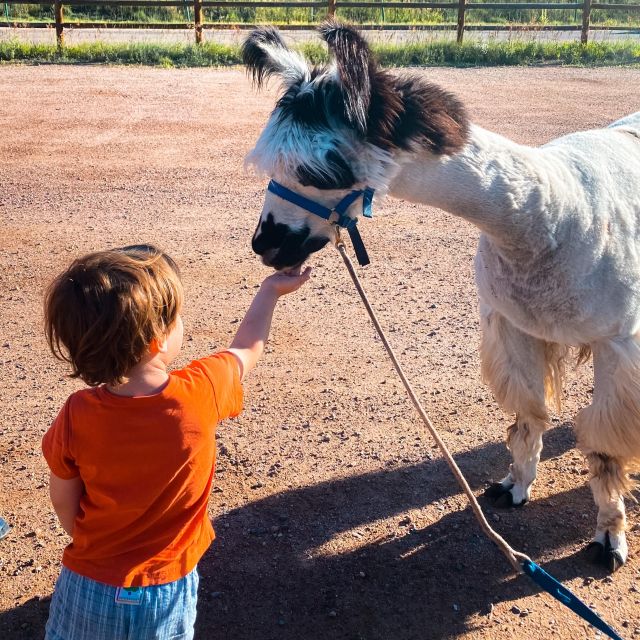 Denver: Llama Hike in the Rocky Mountains - Where You’ll Start: Flying J Ranch Park and a Quick Meet-Up