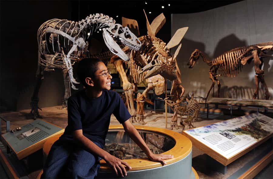 Denver: Museum of Nature and Science Entry Ticket - Earth science highlights: fossils, dinosaurs, and Colorado ecosystems