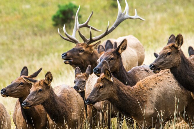 Discover Rocky Mountain National Park - Wildlife spotting: how this day trip actually improves your chances