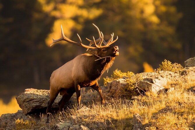 Discover Rocky Mountain National Park - Price and value: where the $199 works, and what to double-check
