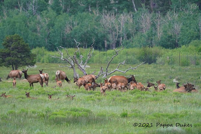 Elk Watching Tour (Wildside 4x4 Tours) - What the 4x4 Tour Is Really Doing (Beyond Just Looking)