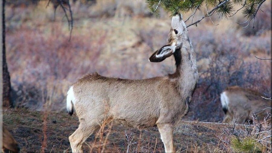 Estes Park: Bear Lake Corridor Tour - Bear Lake Corridor in 3 Hours: A photo route that makes sense