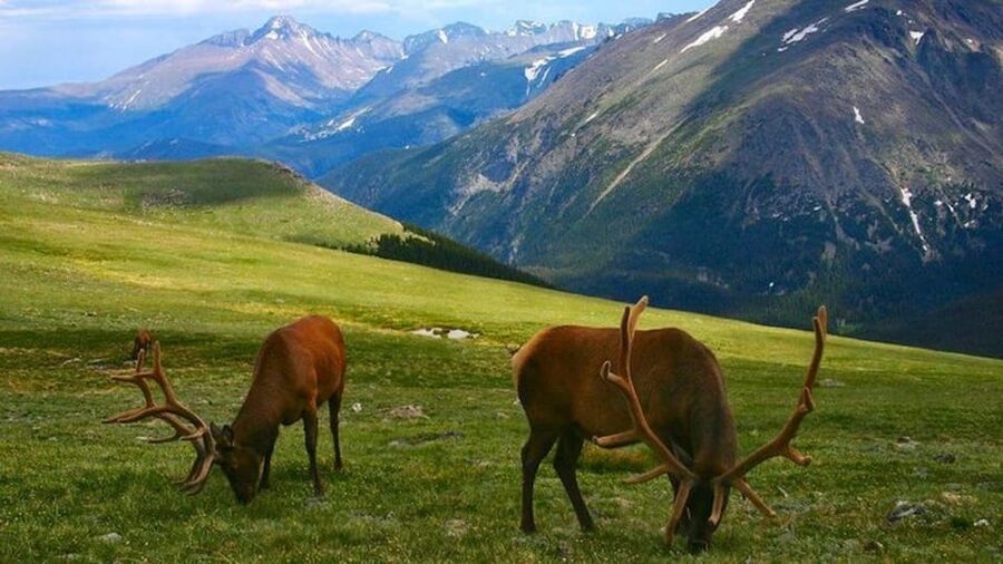 Estes Park: Bear Lake Corridor Tour - Price and value: what $129 covers (and why the guide can save you money)