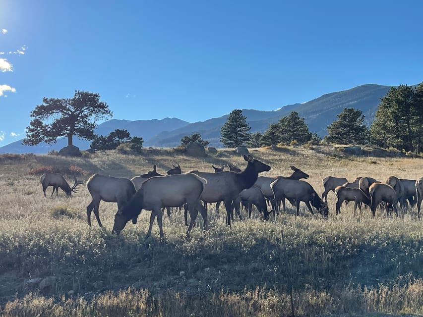 Estes Park: Guided Elk Rut Tour - Key things to know before you go