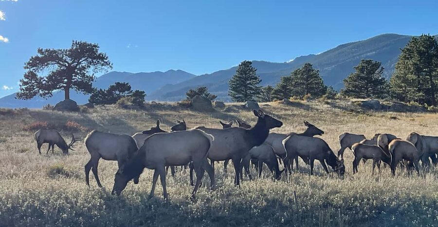 Estes Park: Guided Elk Rut Tour - What you’re really listening for: bugles, struts, and sparring