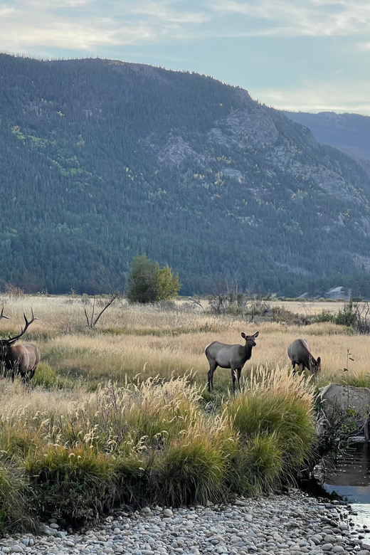 Estes Park: Guided Elk Rut Tour - When this tour is a great fit (and when it isn’t)