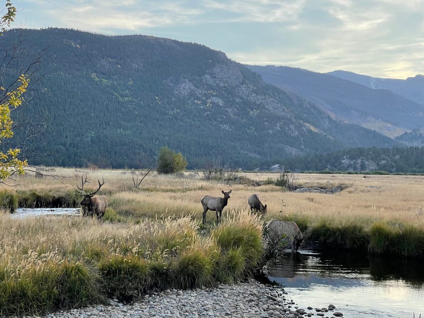Estes Park: Guided Elk Rut Tour - A comfort-first Jeep ride through meadows and aspens