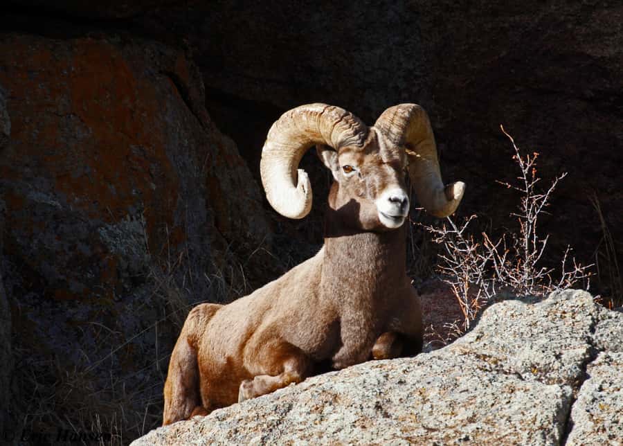 Estes Park: Rocky Mountain National Park Safari Tour - Who This Tour Fits Best (And Who Might Want Something Else)