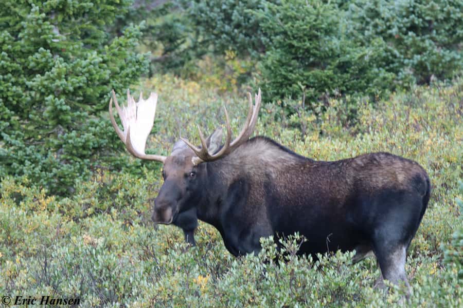 Estes Park: Rocky Mountain National Park Safari Tour - Old Fall River Road: Continental Divide History (and a One-Way Ride)