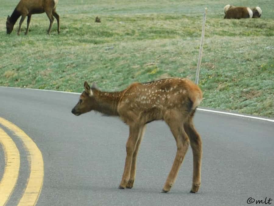 Estes Park: Rocky Mountain National Park Safari Tour - Price and Value: Why $130 Can Make Sense Here