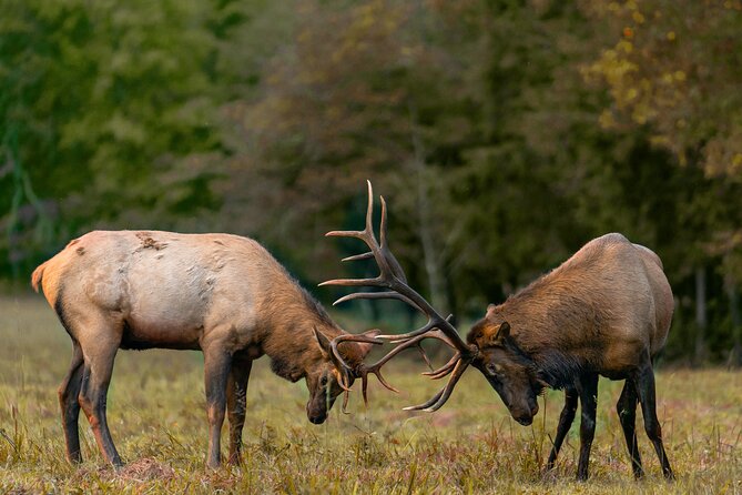 Fall Private Elk Rut Rocky Mountain National Park Tour - Key things that make this elk rut tour worth it