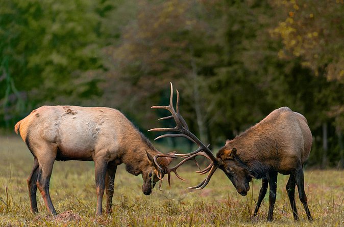 Fall Private Elk Rut Rocky Mountain National Park Tour - Alluvial Fan walk and Horseshoe Falls: short, guided, and specific