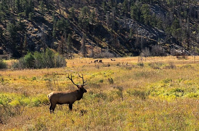 Fall Private Elk Rut Rocky Mountain National Park Tour - Old Fall River Road vs Trail Ridge Road: how openings change your route