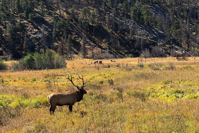 Fall Private Elk Rut Rocky Mountain National Park Tour - Trail Ridge Road timing: changing ecosystems across elevations