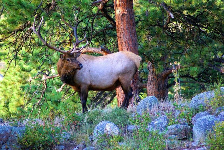 From Denver: Guided Hike in Rocky Mountain National Park - Key things that make this Rocky Mountain hike worth your time
