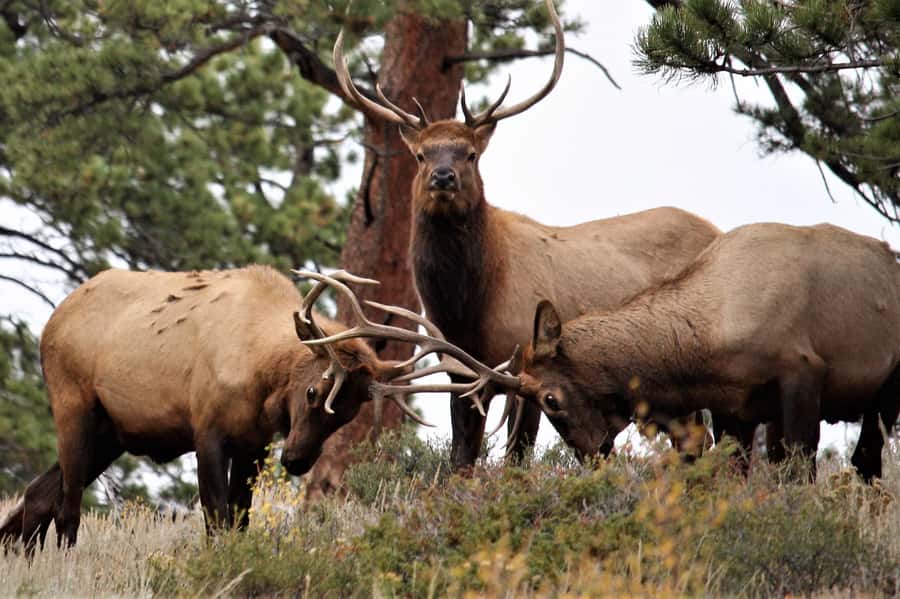 From Denver: Rocky Mountain National Park Day Trip and Lunch - Flatirons red-rock stop: the foothills warm-up you shouldn’t skip