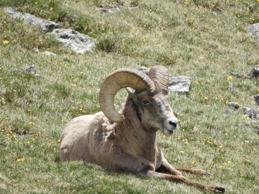 From Denver: Rocky Mountains Jeep Tour with Picnic Lunch - Old Fall River Road switchbacks in your jeep: where wildlife odds improve