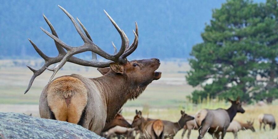 Full-Day RMNP Over the Top Tour - RMNPhotographer - Key points I think you’ll care about