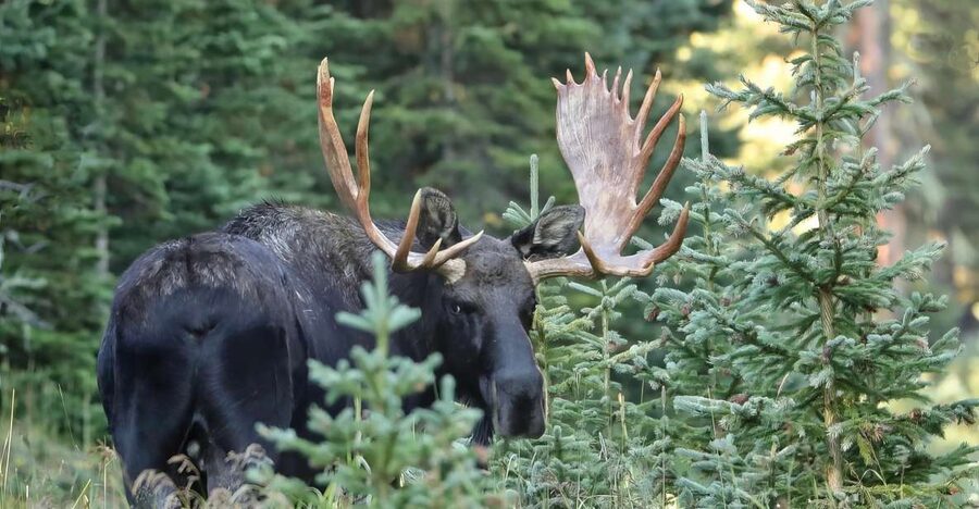 Full-Day RMNP Over the Top Tour - RMNPhotographer - Trail Ridge Road to the Alpine Visitor Center: the best reason to book