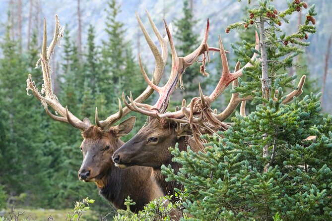 Full-Day Rocky Mountain National Park "Over The Top Tour" - RMNPhotographer - Your guide-driven vehicle setup (and why it’s worth $199)