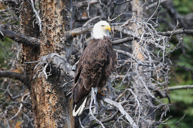 Full Day Tour in Rocky Mountain National Park Lunch Included - Price and what you’re really paying for: $325 per person